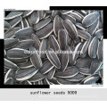 2019 Sunflower seed market price inner mongolia seeds